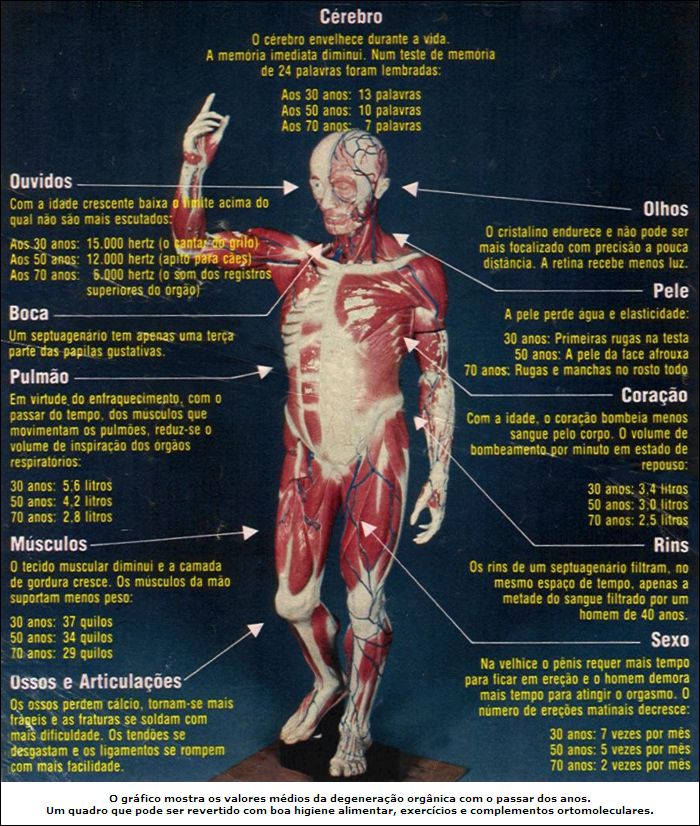 Corpo