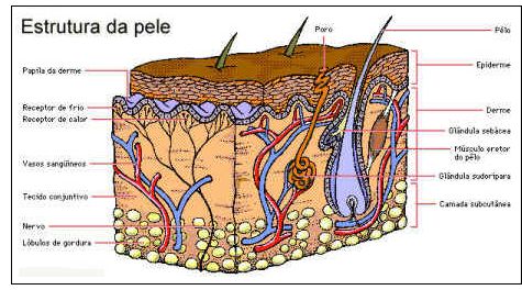 Estrutura da pele