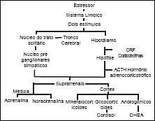 Cascata Stress