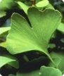 Ginkgo Biloba