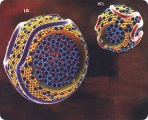HDL-LDL