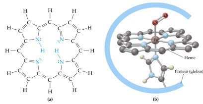 Hemoglobina