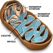 Mitocôndria