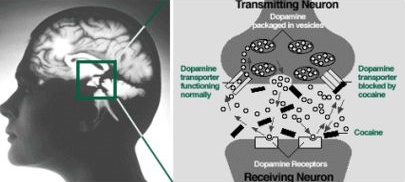 Neuroquimica