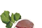 Nutrientes