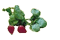 Nutrientes