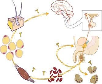 Testosterona