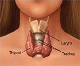 Tireoide