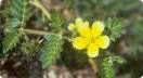 Tribulus terrestris