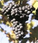 Uvas