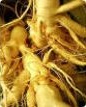 Zingiber officinalis